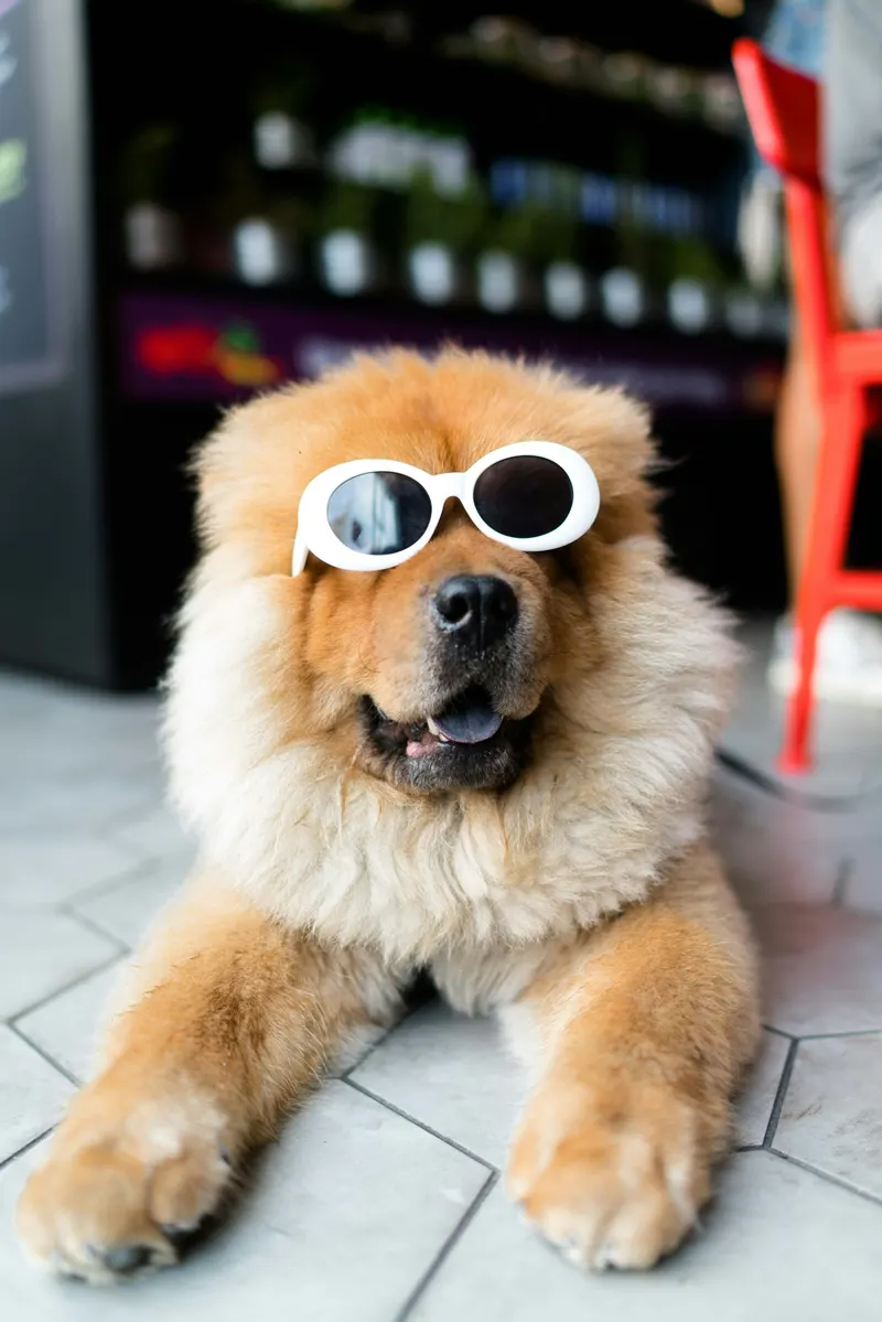Chow Chow in designer sunglasses lounging at The Hollow
