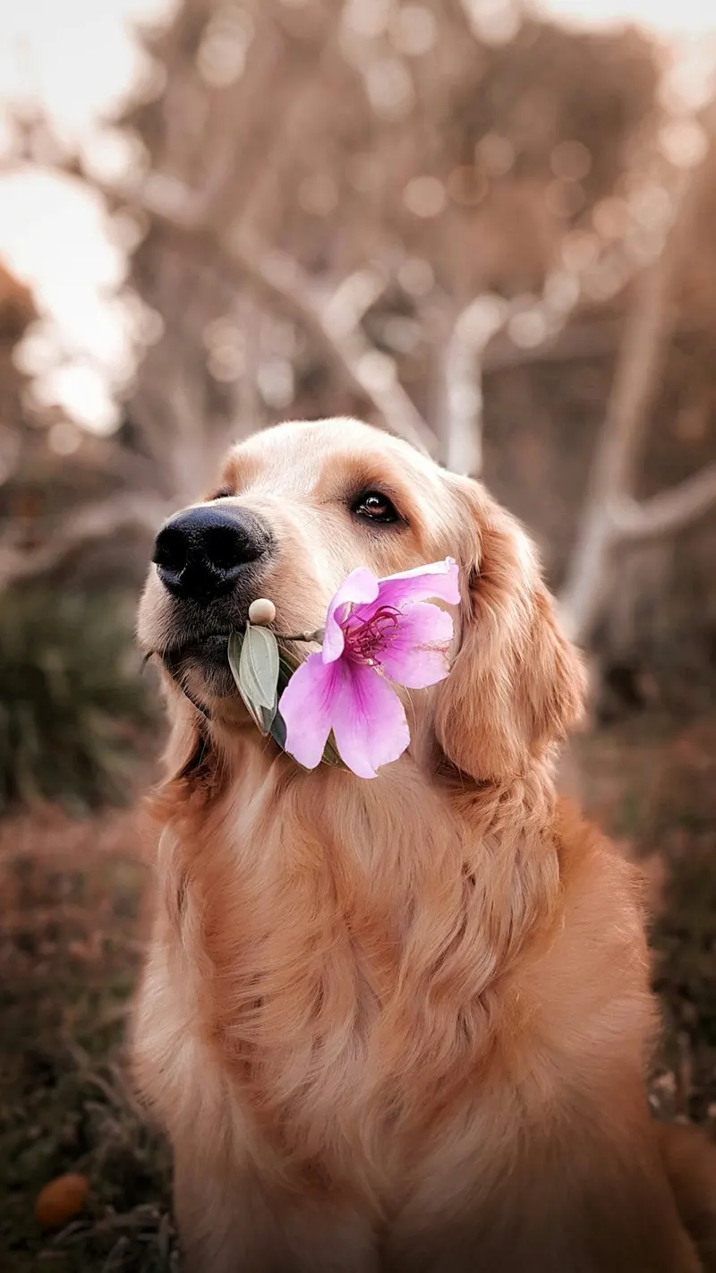 Golden retriever with pink flower, dreamy spa morning