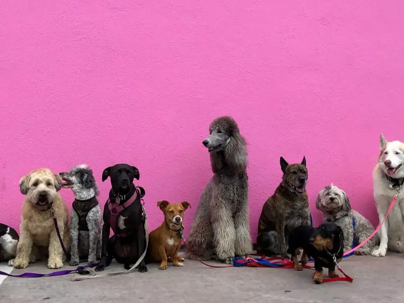 Diverse group of dogs ready for their trail adventure