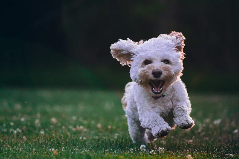 White fluffy dog doing zoomies through green grass