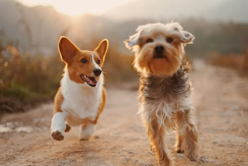 Puppy adventurers exploring trail terrain