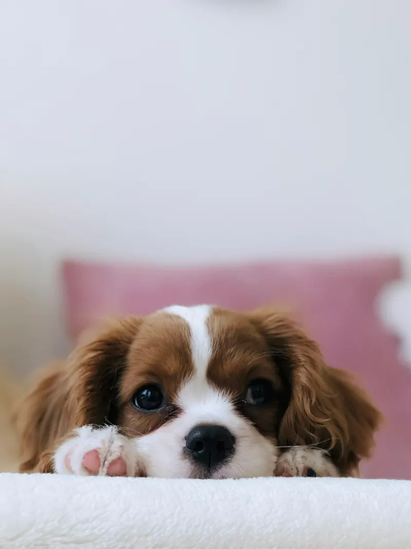 Cavalier King Charles Spaniel puppy peeking over ledge