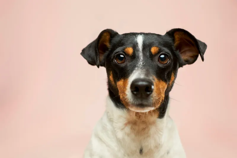Jack Russell terrier portrait on clean pink background