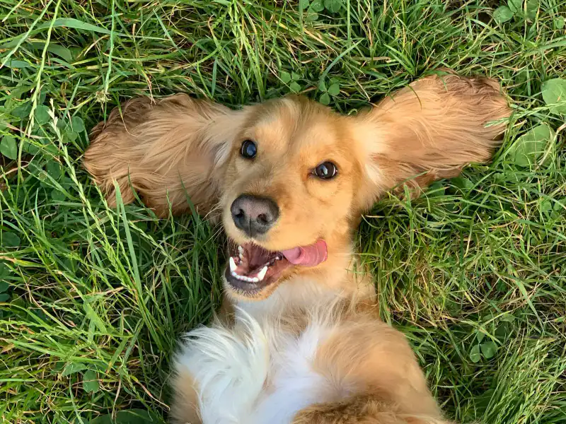 Happy dog rolling in grass after big off-leash run
